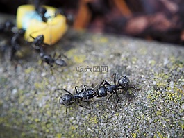 蚂蚁,吃,昆虫