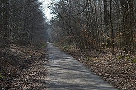 森林路徑,景觀,森林步道