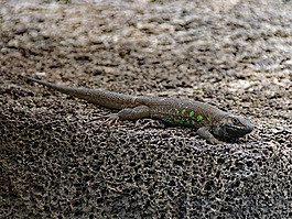 ostkanaren蜥蜴,蜥蜴,gallotia大西洋