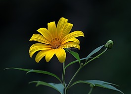 天性,花,黄