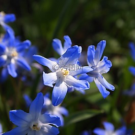 藍(lán)色花,bolplant,林