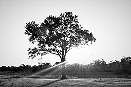 樹,孫光,景觀