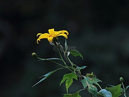 天性,花卉,黃色的花