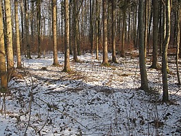 森林,冬天,雪