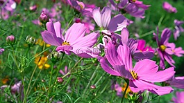 自然,花,植物區(qū)系