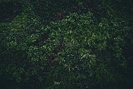 綠色,葉子,自然