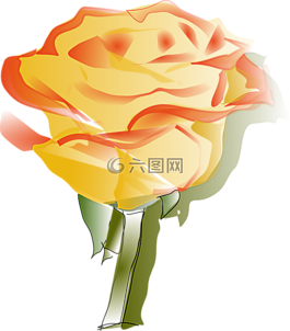 玫瑰,黃色,橙色