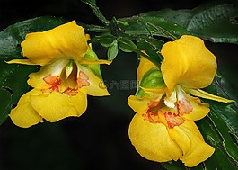 天性,黃,野花