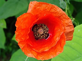 花,makowka,性質(zhì)