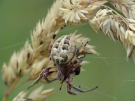 蜘蛛,蜘蛛網(wǎng),宏