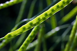 廠,種子,綠