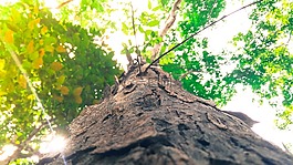 枝杈,环境,植物区系