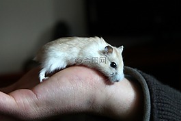 倉鼠,動物,手