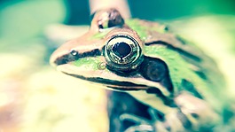 兩棲類,動物,特寫