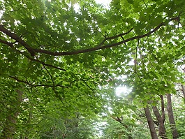 樹,枝杈,自然