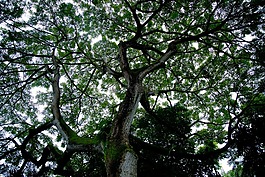 樹(shù)剪影,樹(shù),天空