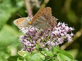 蝴蝶,libar,花