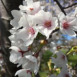 花,春,自然