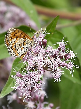 melitaea deione,蝴蝶,为平整 conillets