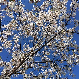 花,天空,自然