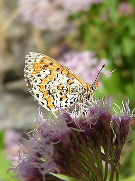 melitaea deione,蝴蝶,为平整 conillets