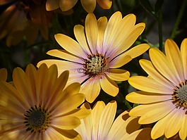 花,雛菊,非洲菊