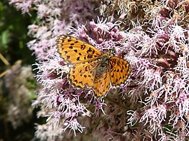 melitaea deione,蝴蝶,为平整 conillets