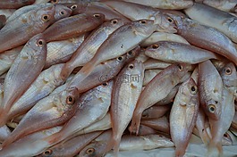 動(dòng)物,魚,barbunia