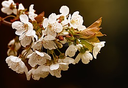 開花,鮮花,自然