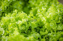 綠色,沙拉,蔬菜