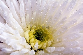 花,白,菊花