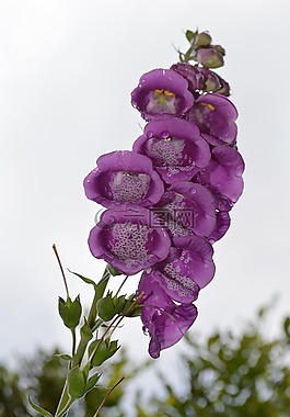 關(guān)閉,花,廠