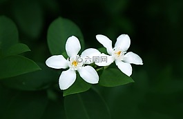 天性,白色的花,純粹的