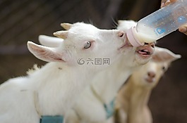 動(dòng)物,農(nóng)場(chǎng),自然