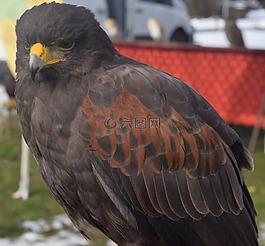 鳥(niǎo),性質(zhì),猛禽