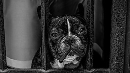 動(dòng)物,動(dòng)物攝影,牛頭犬