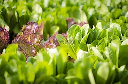 花園,綠色,花