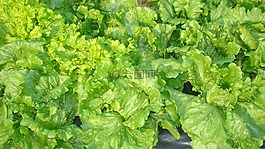 生菜,食品,奧爾塔