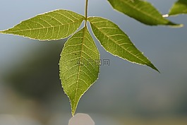 鮮花,性質(zhì),花性質(zhì)