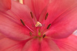 百合花,鮮花,紅色