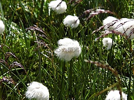 草,白,高山 cottongrass