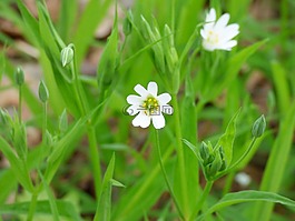春天,森林,鲜花