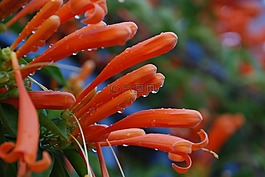植物,鮮花,雨點(diǎn)