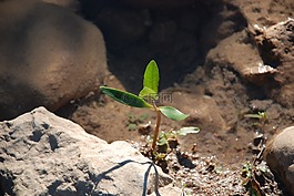 增長(zhǎng),幼樹,植物