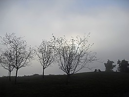 樹,霧,公園