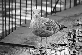 鳥,公園,自然