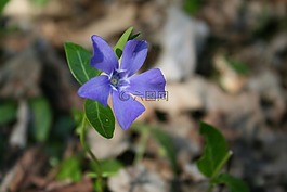 花,紫色,春天