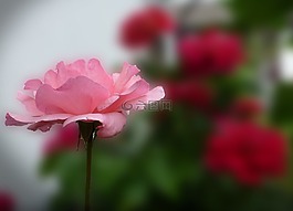 玫瑰綻放,粉紅色,花園