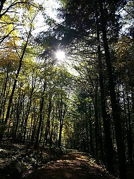 森林,樹,太陽