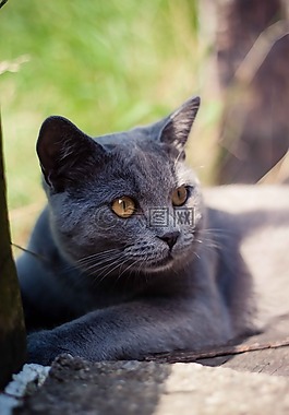 動物,動物攝影,貓